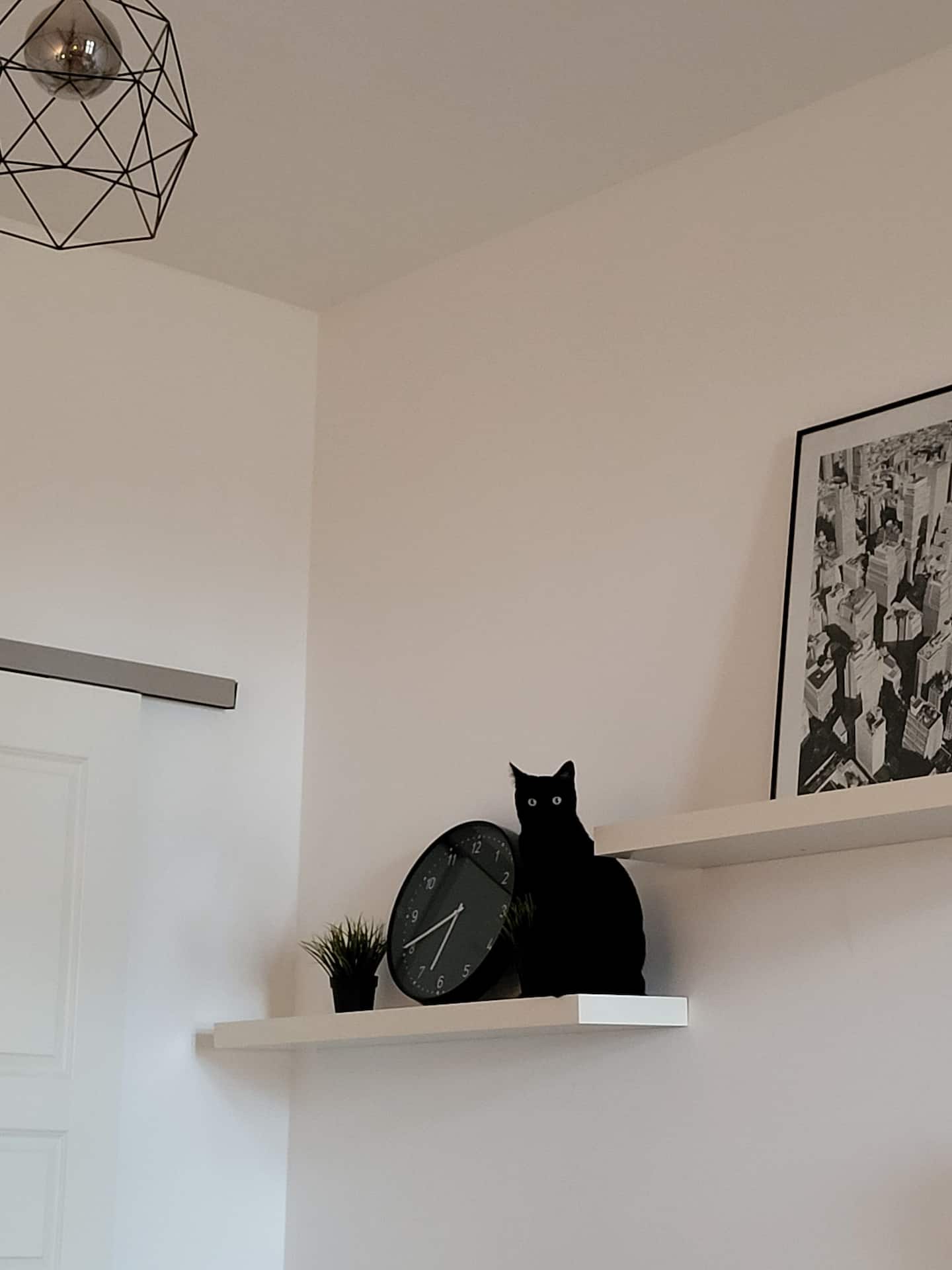 Katze zu Besuch - nicht Teil des Interriors :D Gut erzogene Haustiere sind bei uns auch willkommen.